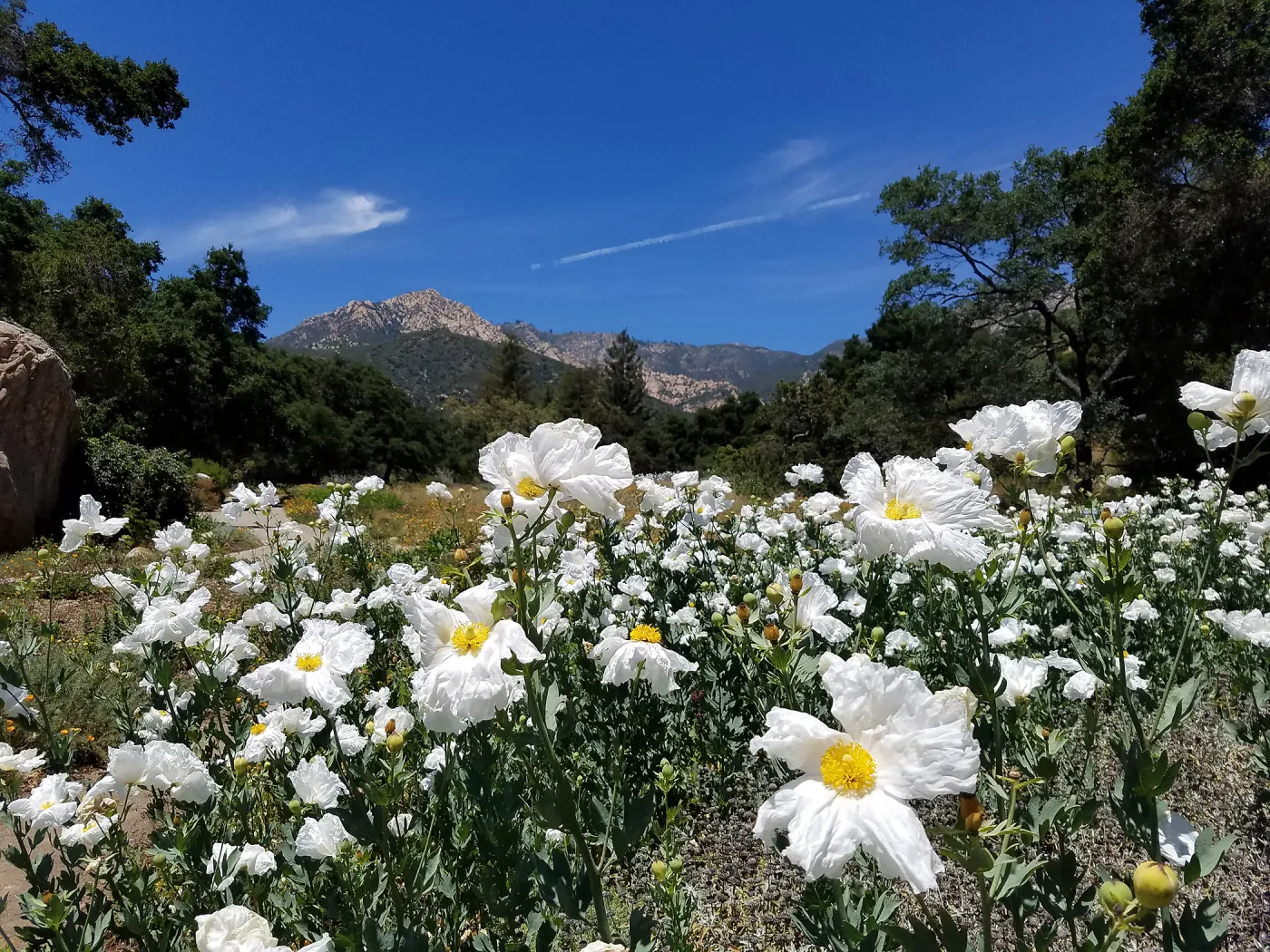 Matilija poppies and Arlington Peak