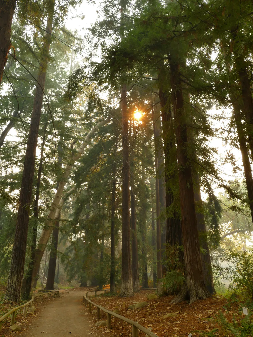 Redwood Section in smoke from Thomas Fire (Coast Redwood)