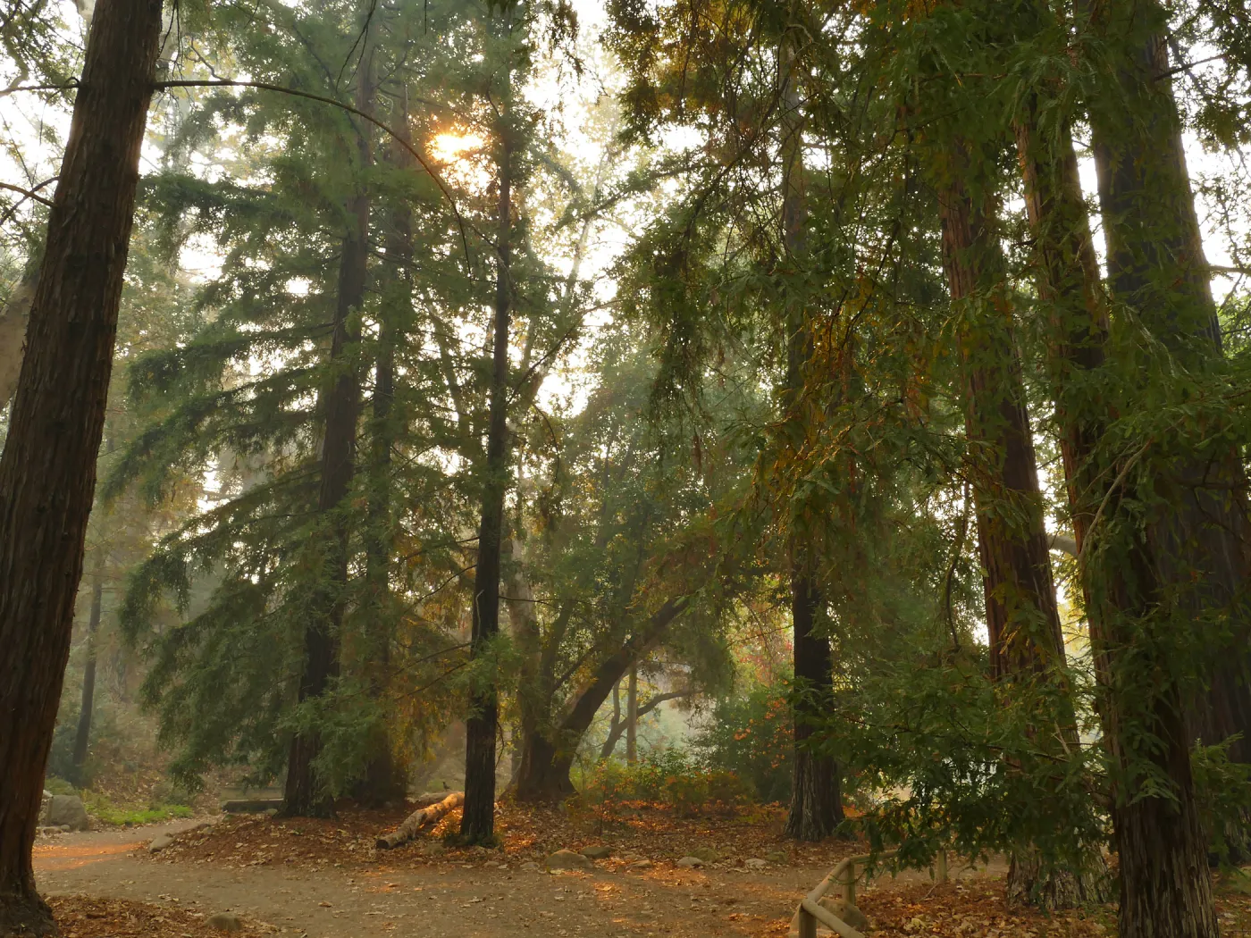 Redwood Section in smoke from Thomas Fire