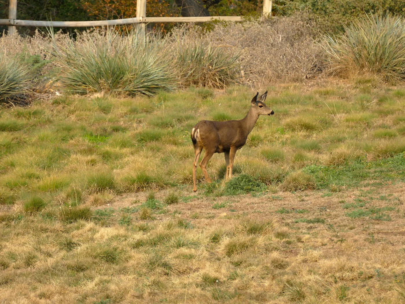 Deer in the Meadow