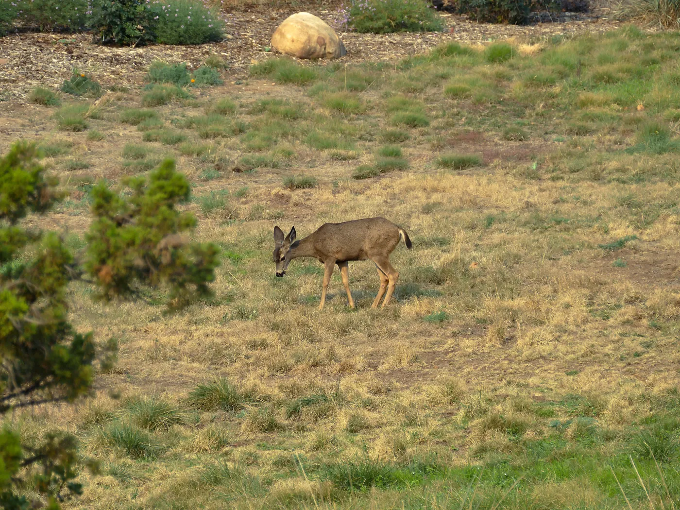 Deer in the Meadow