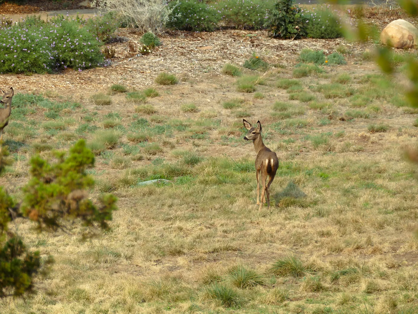 Deer in the Meadow