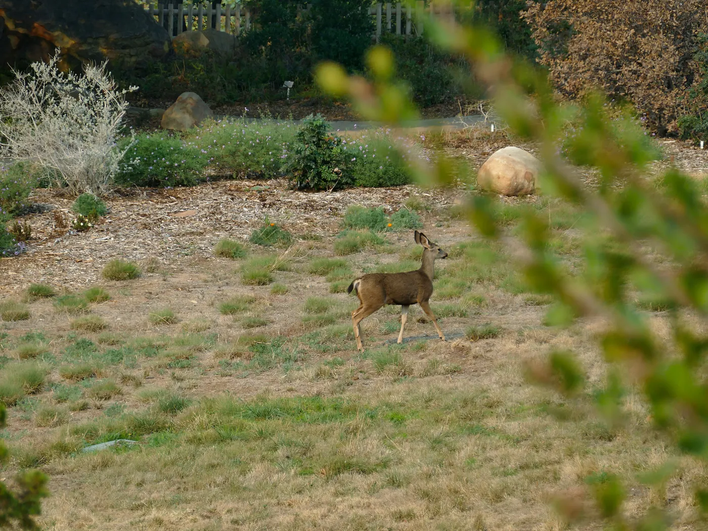 Deer in the Meadow