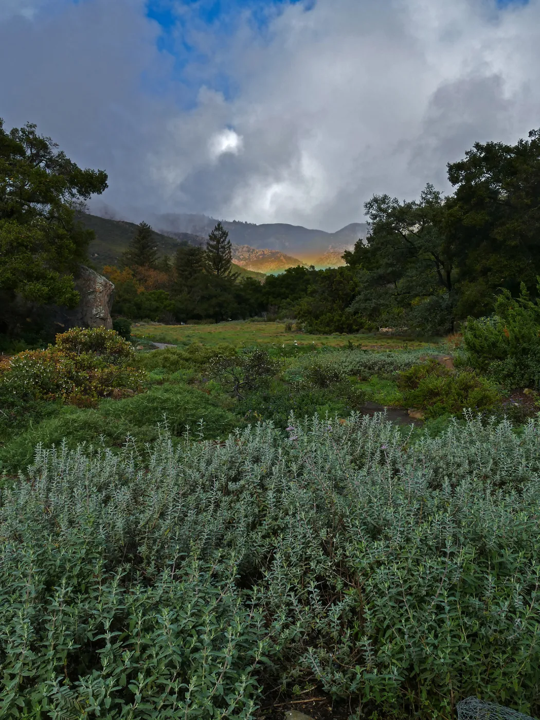 Low rainbow over the Meadow