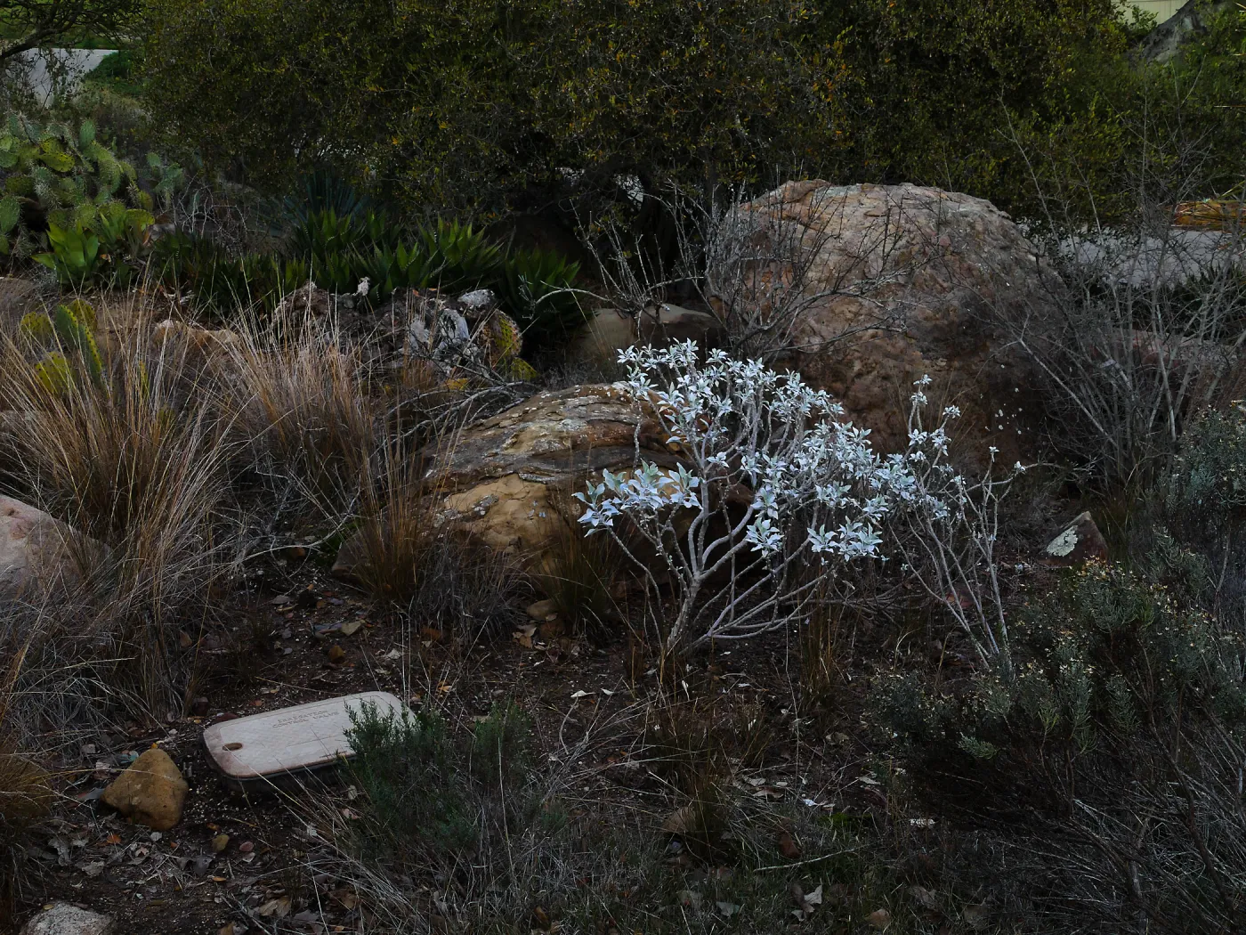 Brittlebush in the Desert Section