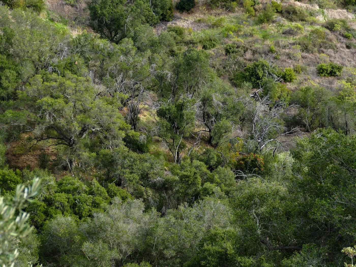Regrowth around trees burned by the Jesusita Fire, west slope of Cavalli Ridge