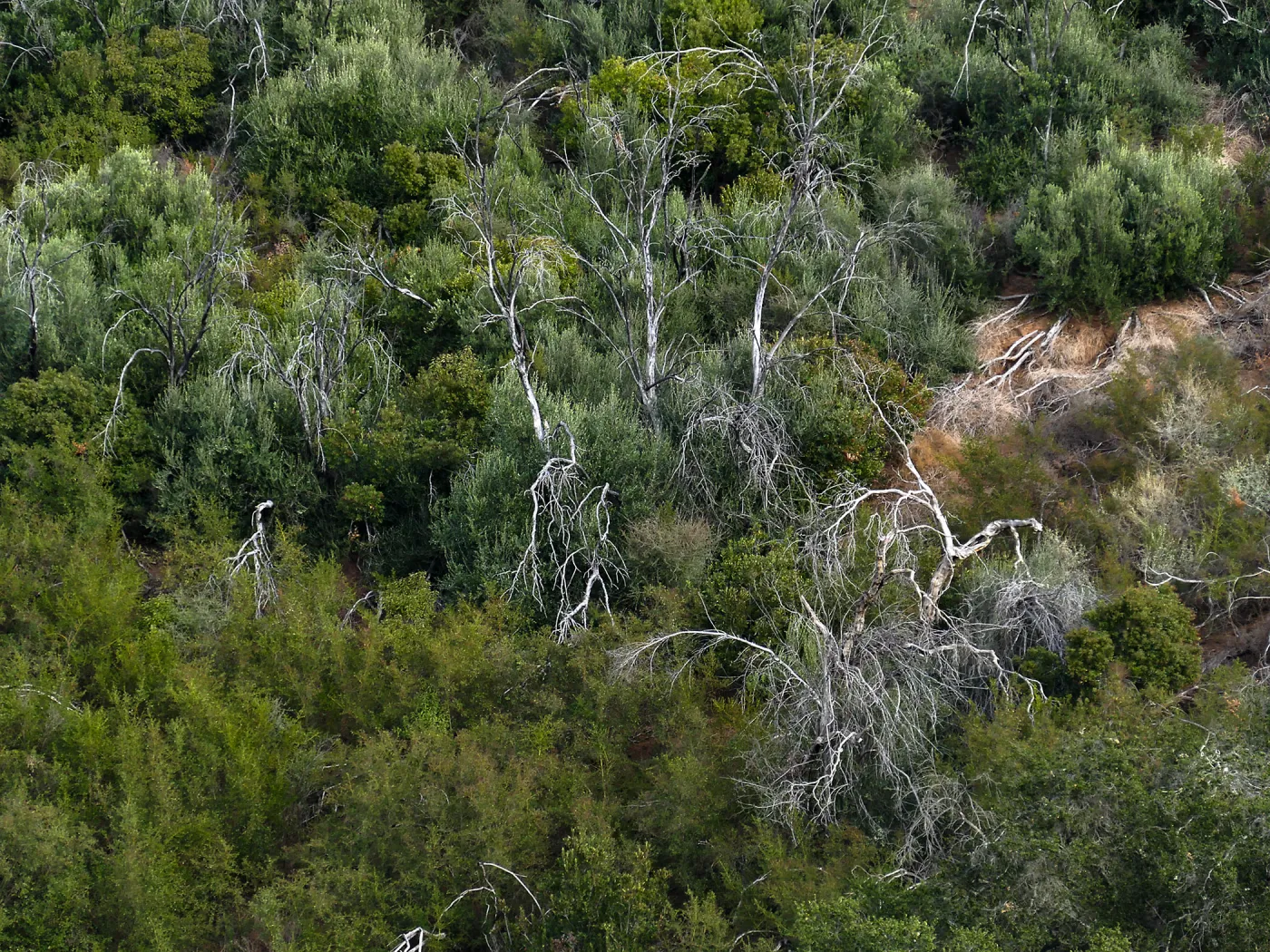 Regrowth around trees burned by the Jesusita Fire, west slope of Cavalli Ridge