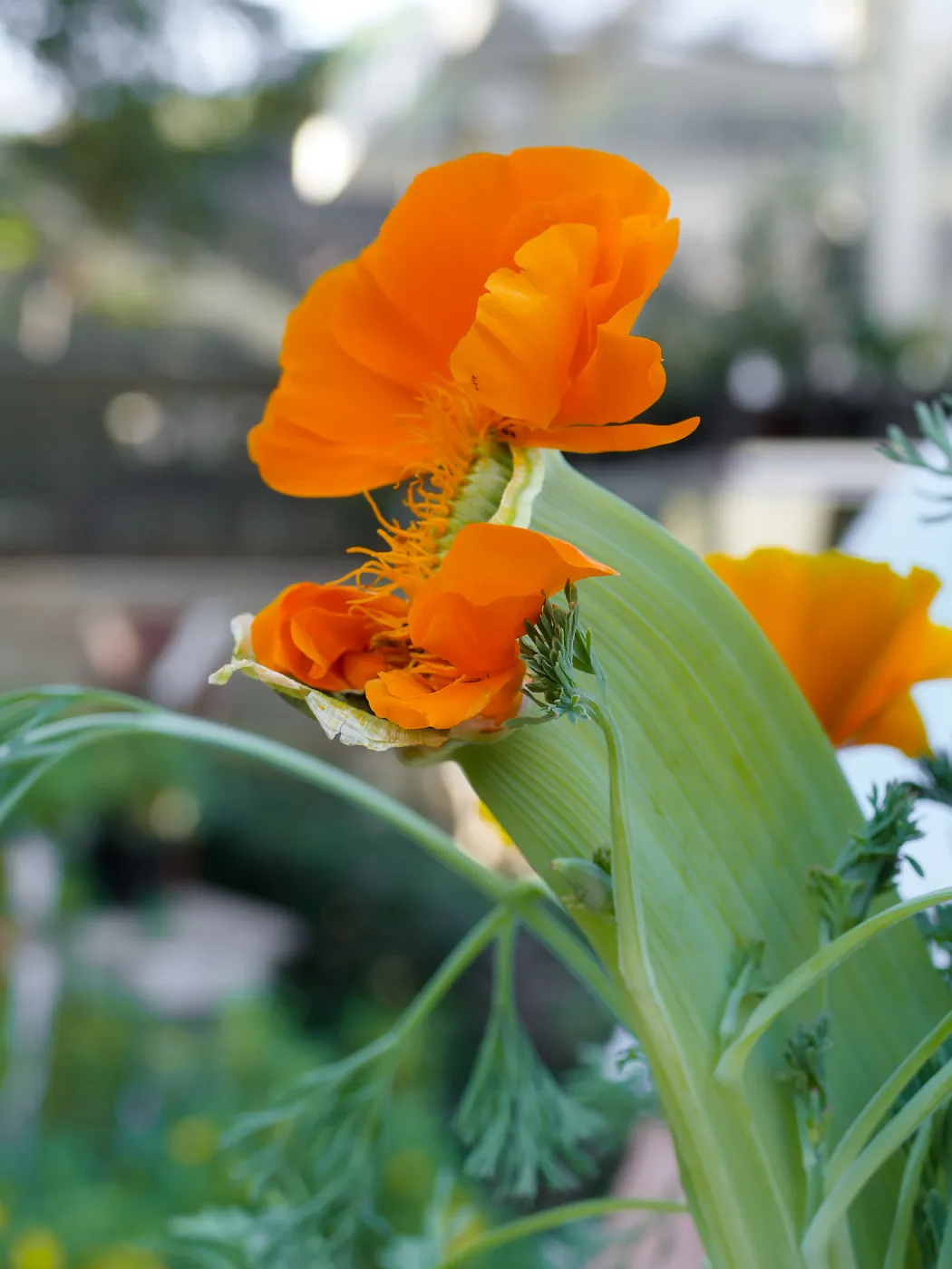 Fasciated California poppy found in the Meadow