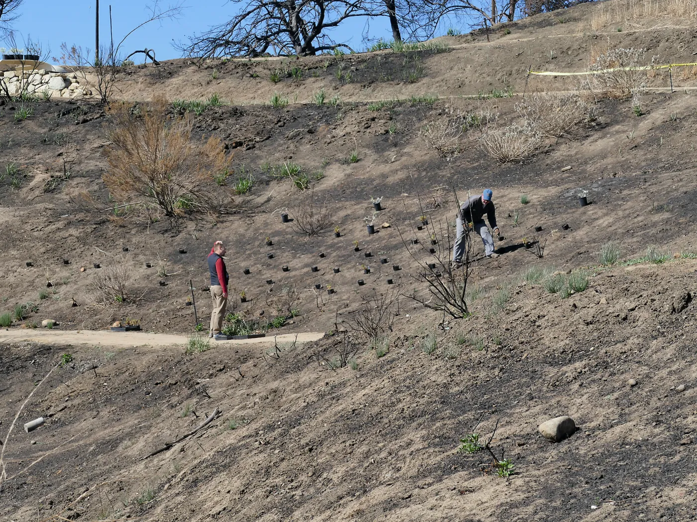 Martin Luther King Day of Service at the Ventura Botanical Garden