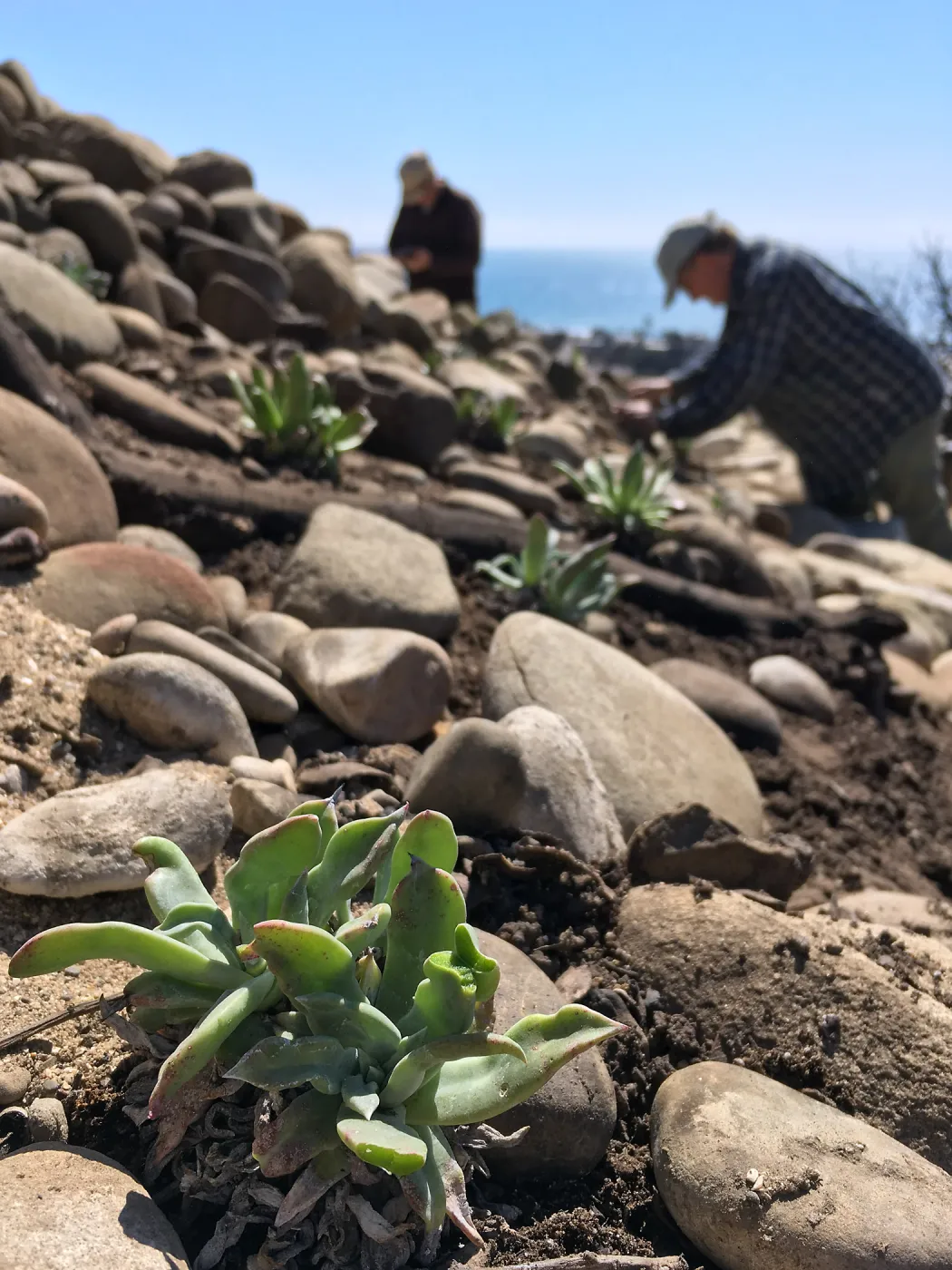 Martin Luther King Day of Service at the Ventura Botanical Garden