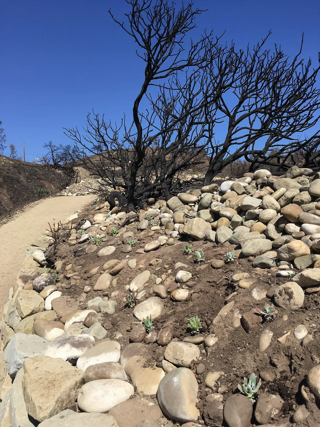 Martin Luther King Day of Service at the Ventura Botanical Garden