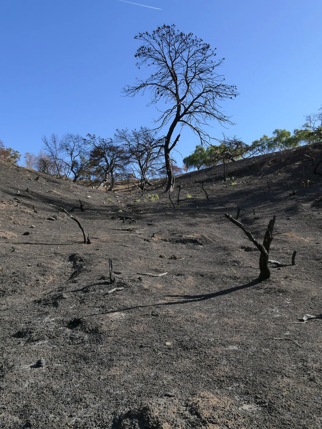 Burned hillside at the Ventura Botanical Garden