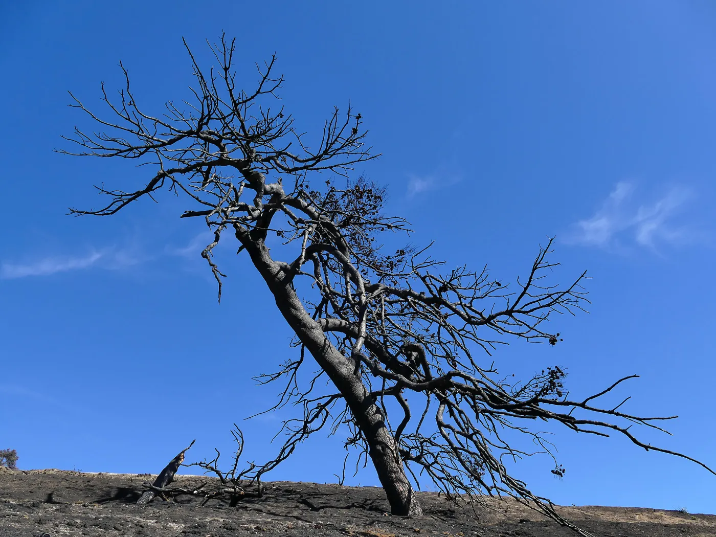 Burned tree at the Ventura Botanical Garden