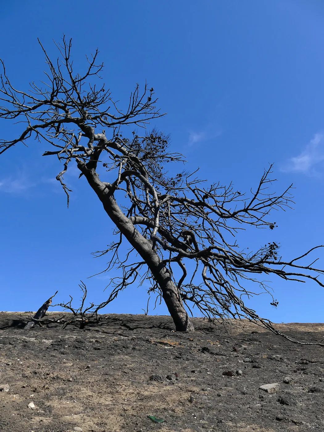 Burned tree at the Ventura Botanical Garden