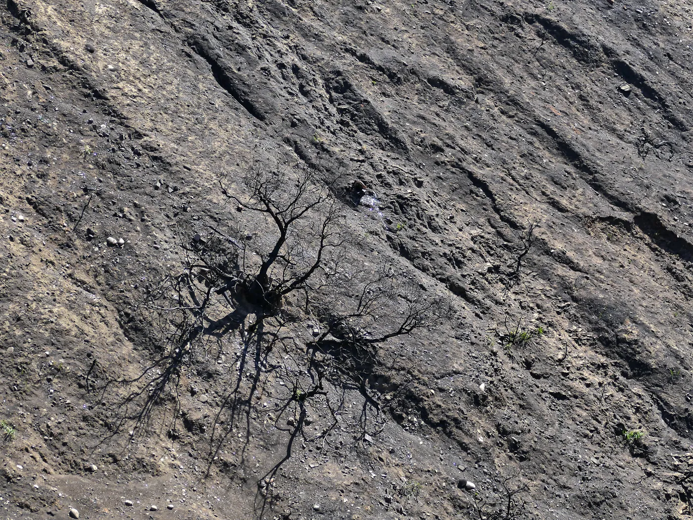 Burned canyon wall at the Ventura Botanical Garden