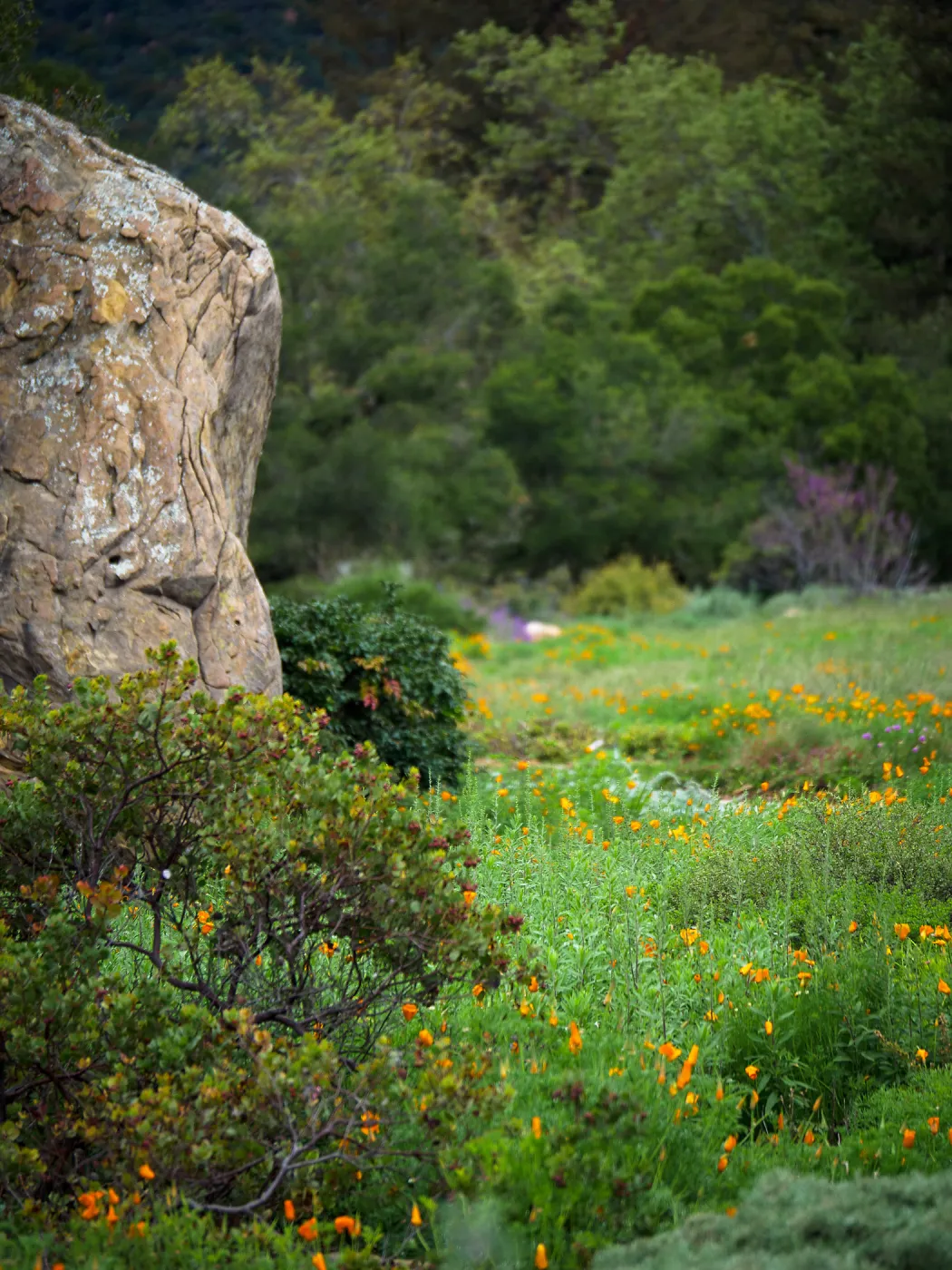 Blaksley Boulder and Meadow