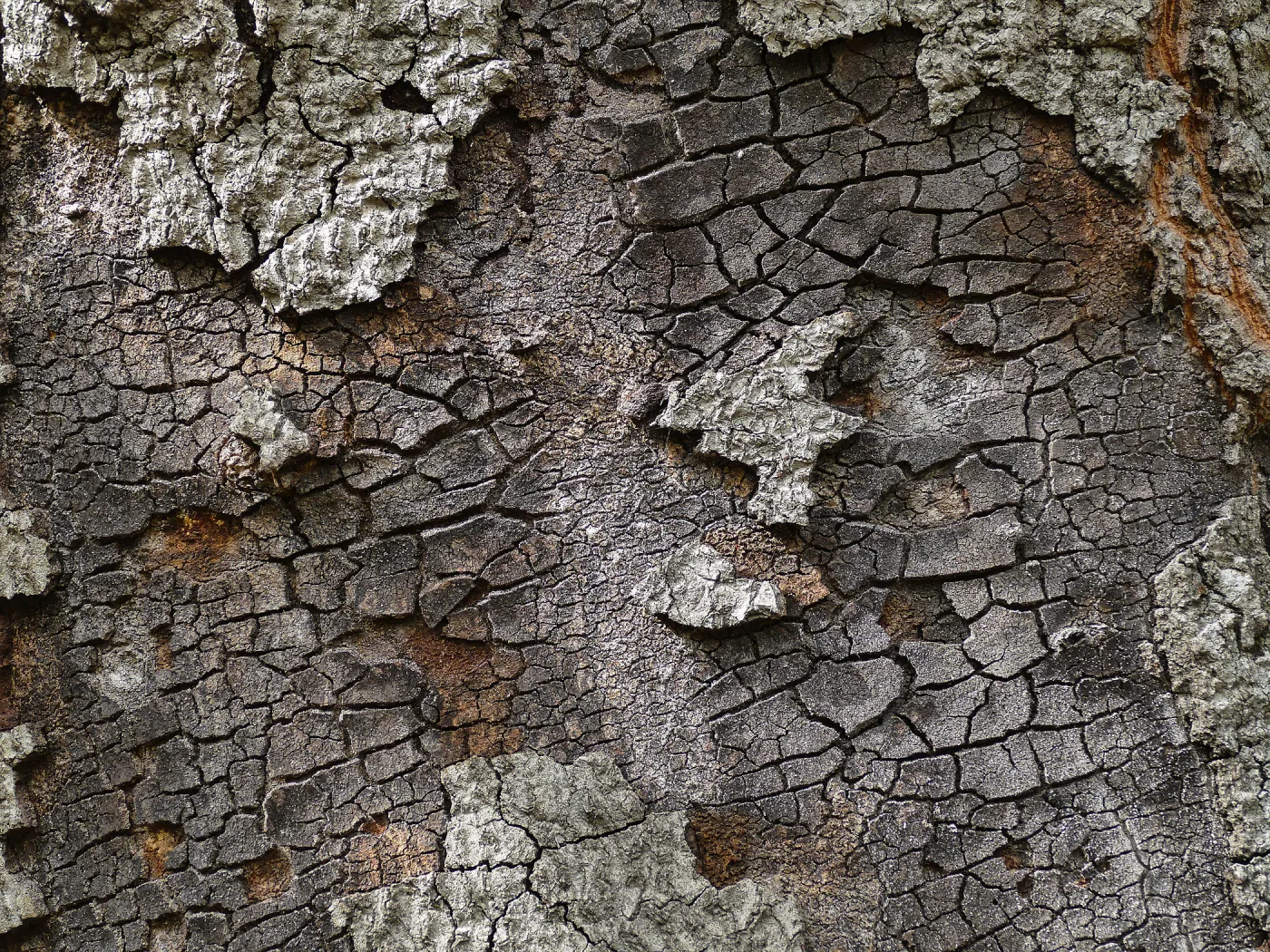 burned oak (Coastal Live Oak) bark nine years after Jesusita fire