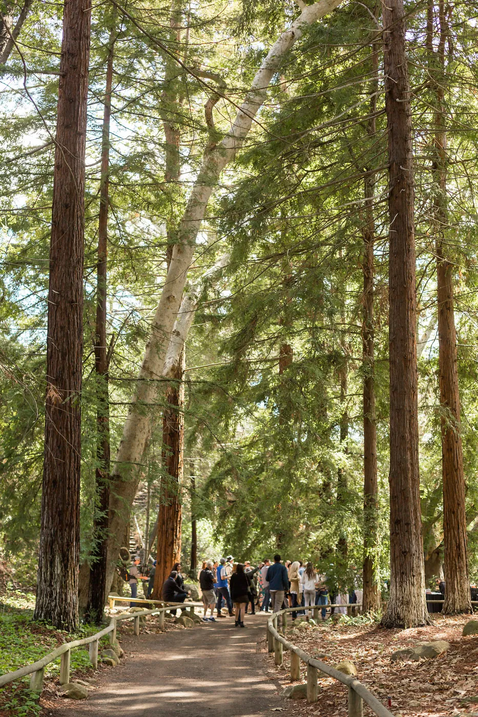 2018 Santa Barbara Beer Garden Event, Redwood Section