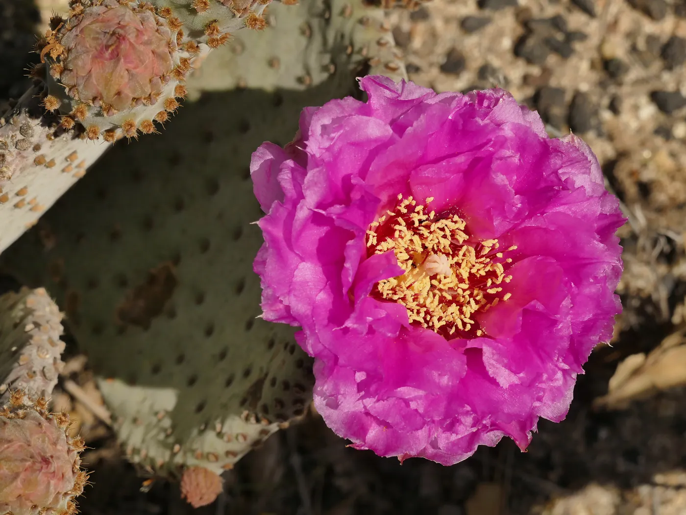 Beavertail Cactus flower