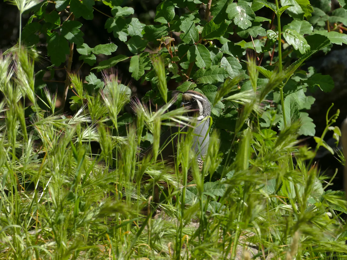 Quail