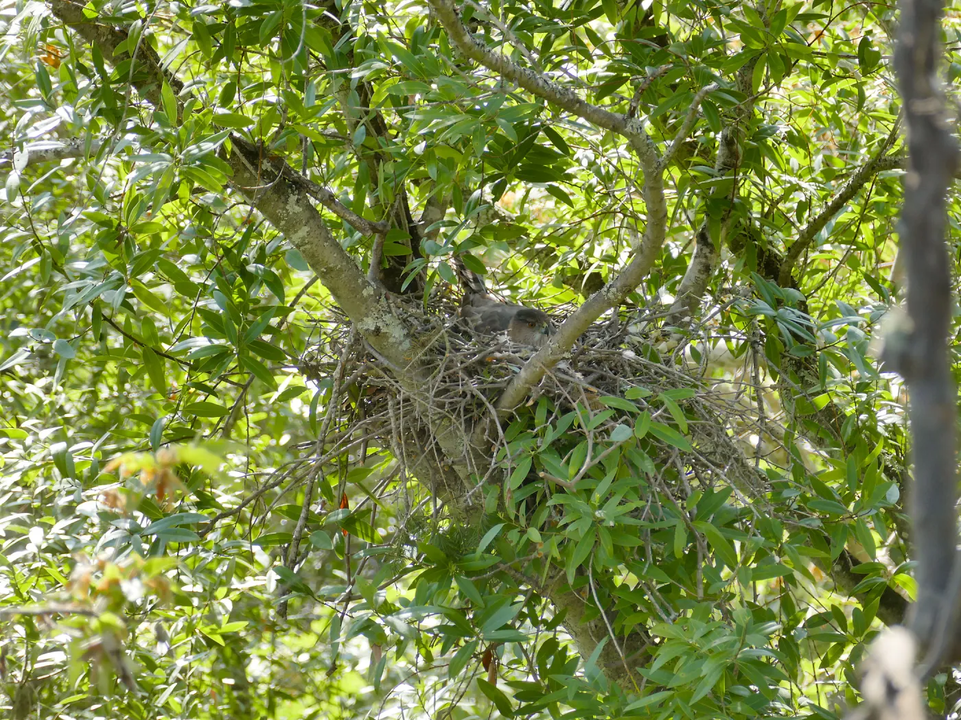 Hawk nest off Cottage Deck