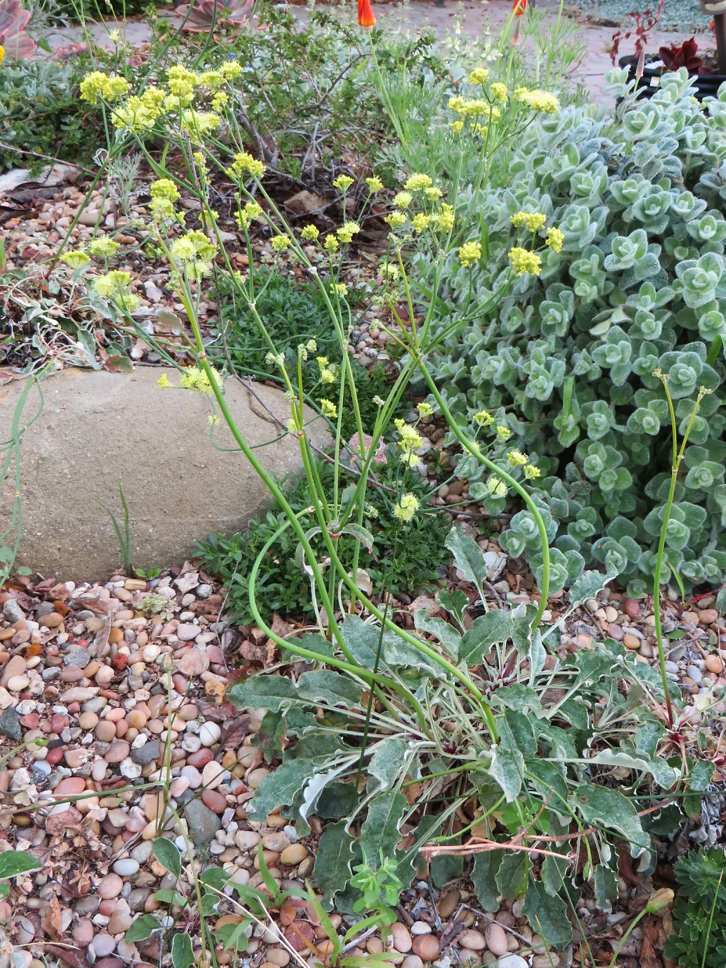 Eriogonum Ella Nelson's Yellow at Betsy Collins garden