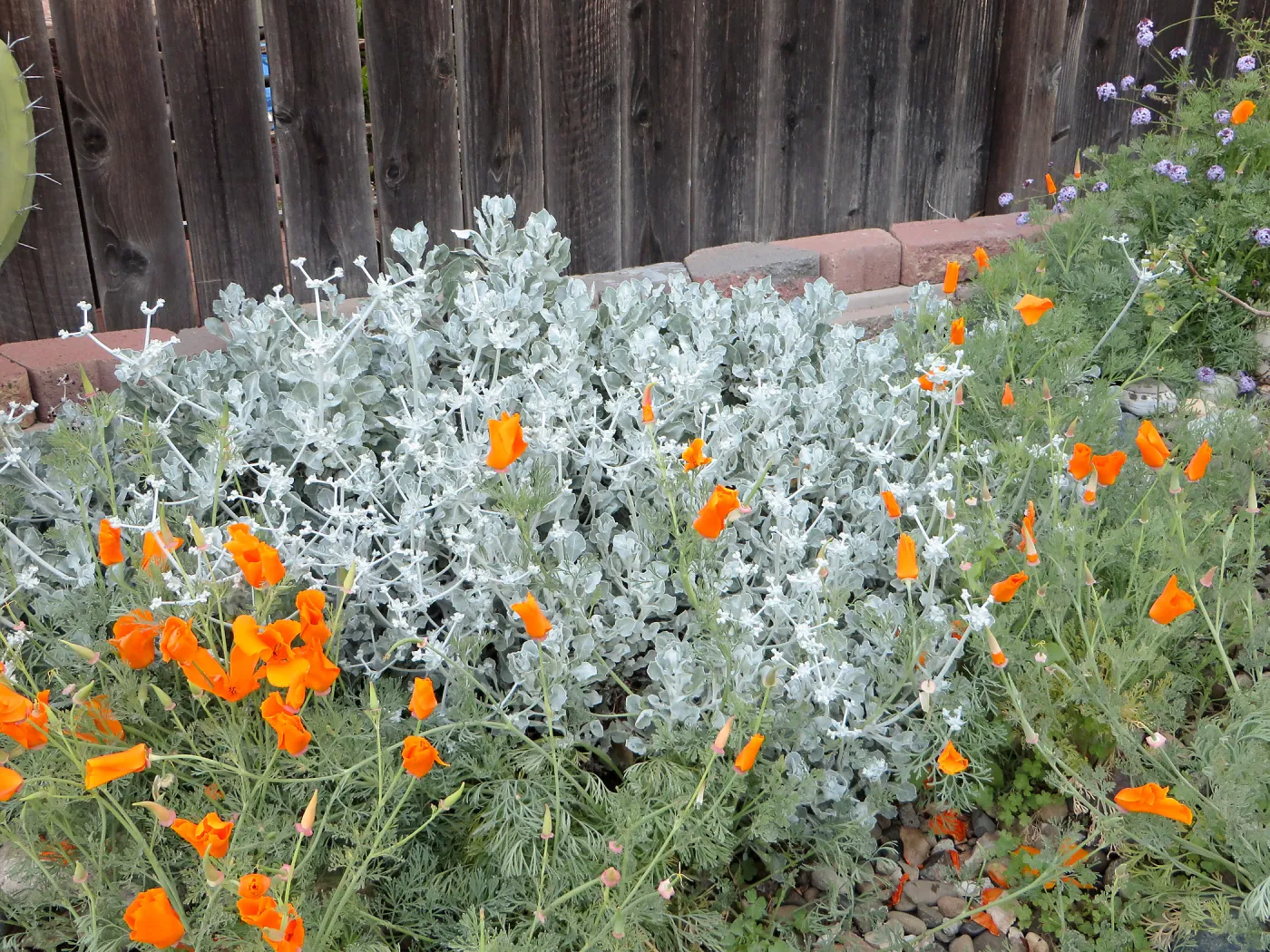 Eriogonum crocatum at Betsy Collins garden