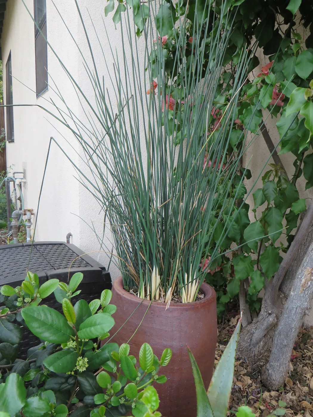 Natives in containers: Juncus textilis