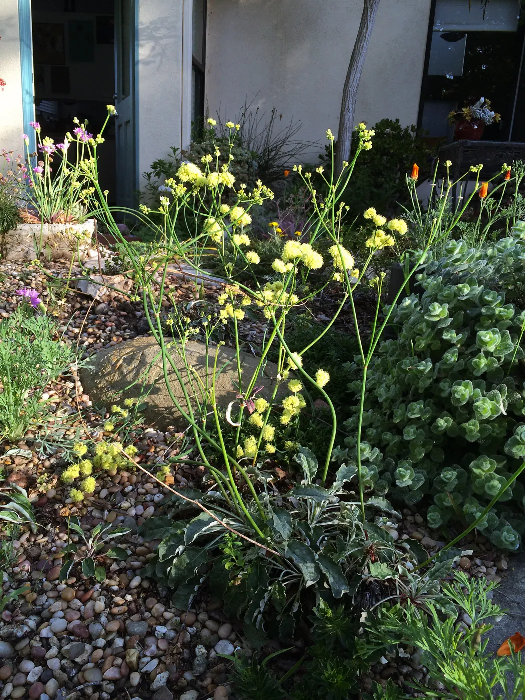 Eriogonum 'Ella Nelson' at Betsy Collins garden