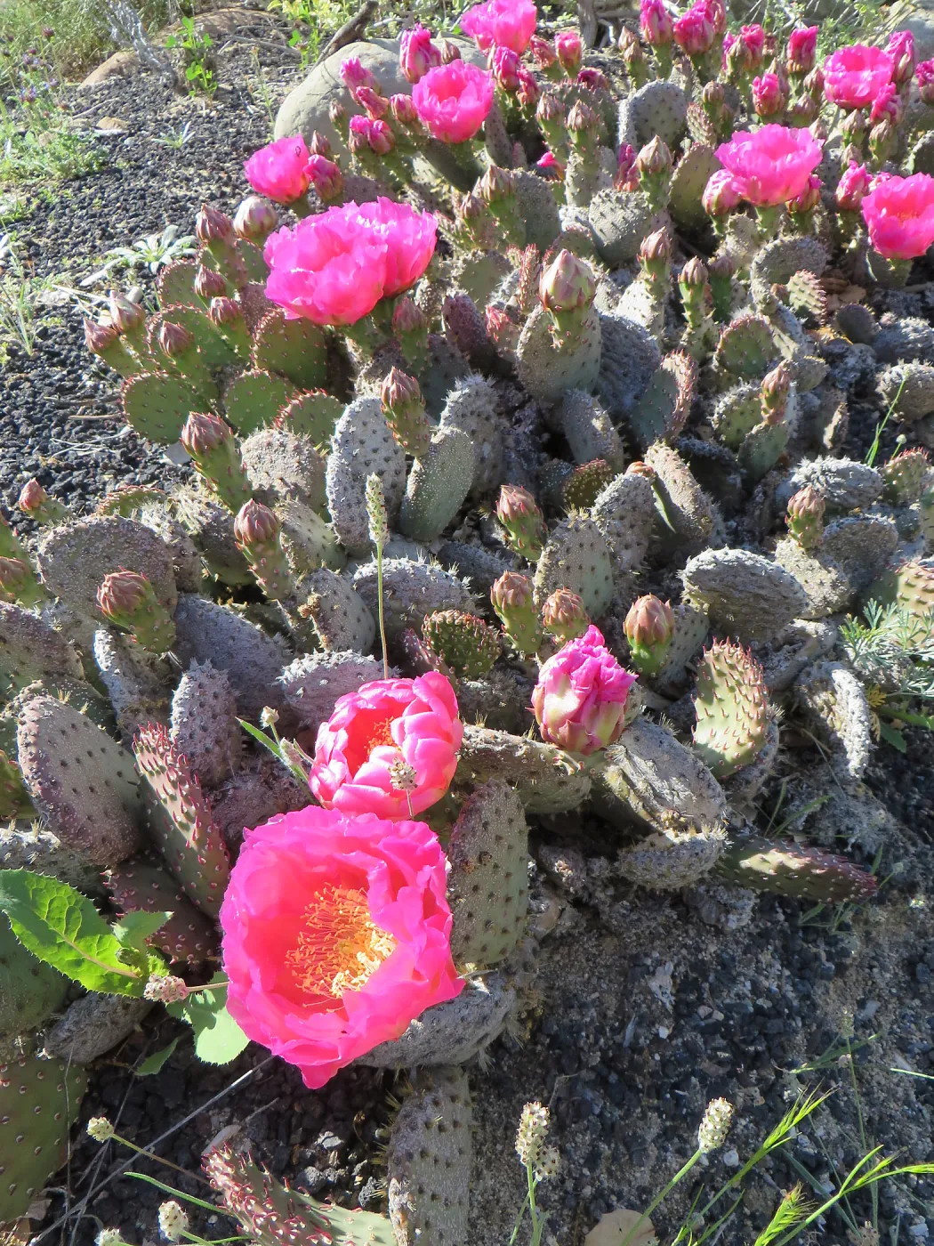 Opentia basilaris in Desert Section