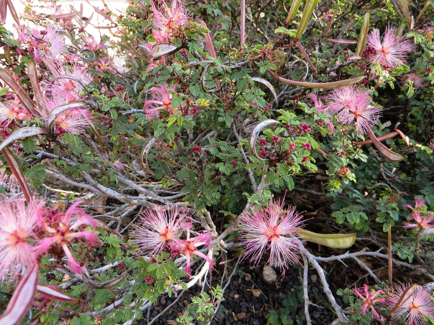 Calliandra eriophylla in Desert Section