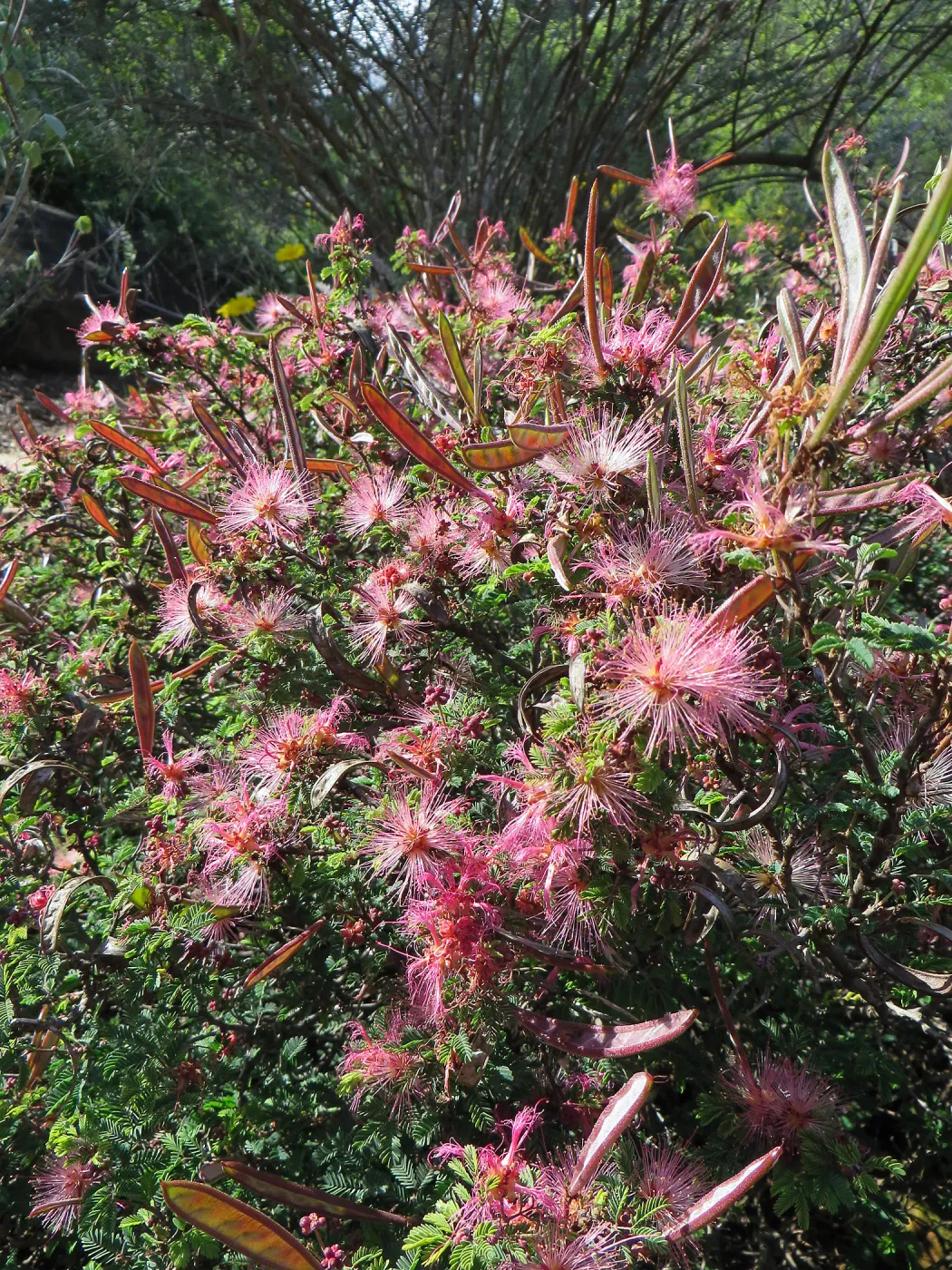 Calliandra eriophylla in Desert Section
