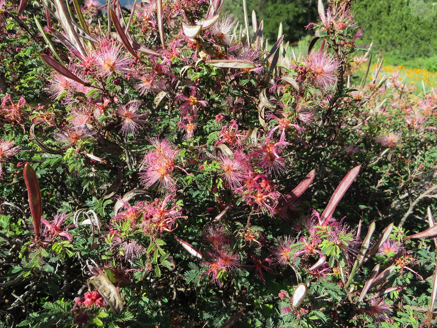 Calliandra eriophylla in Desert Section