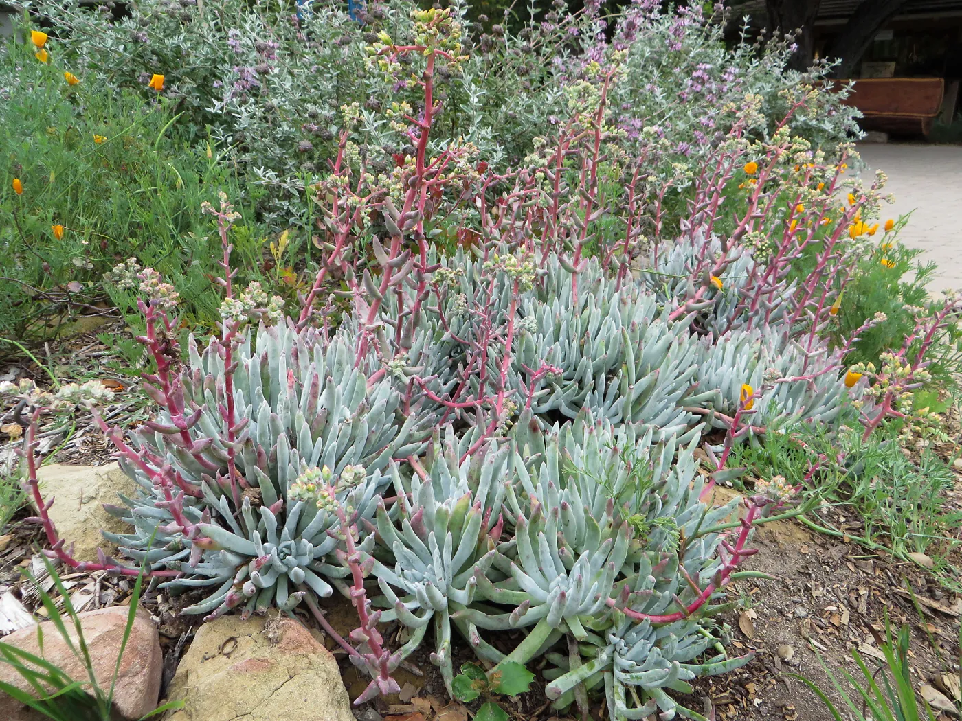 Dudleya â€˜Frank Reinelt' in the Groundcover display