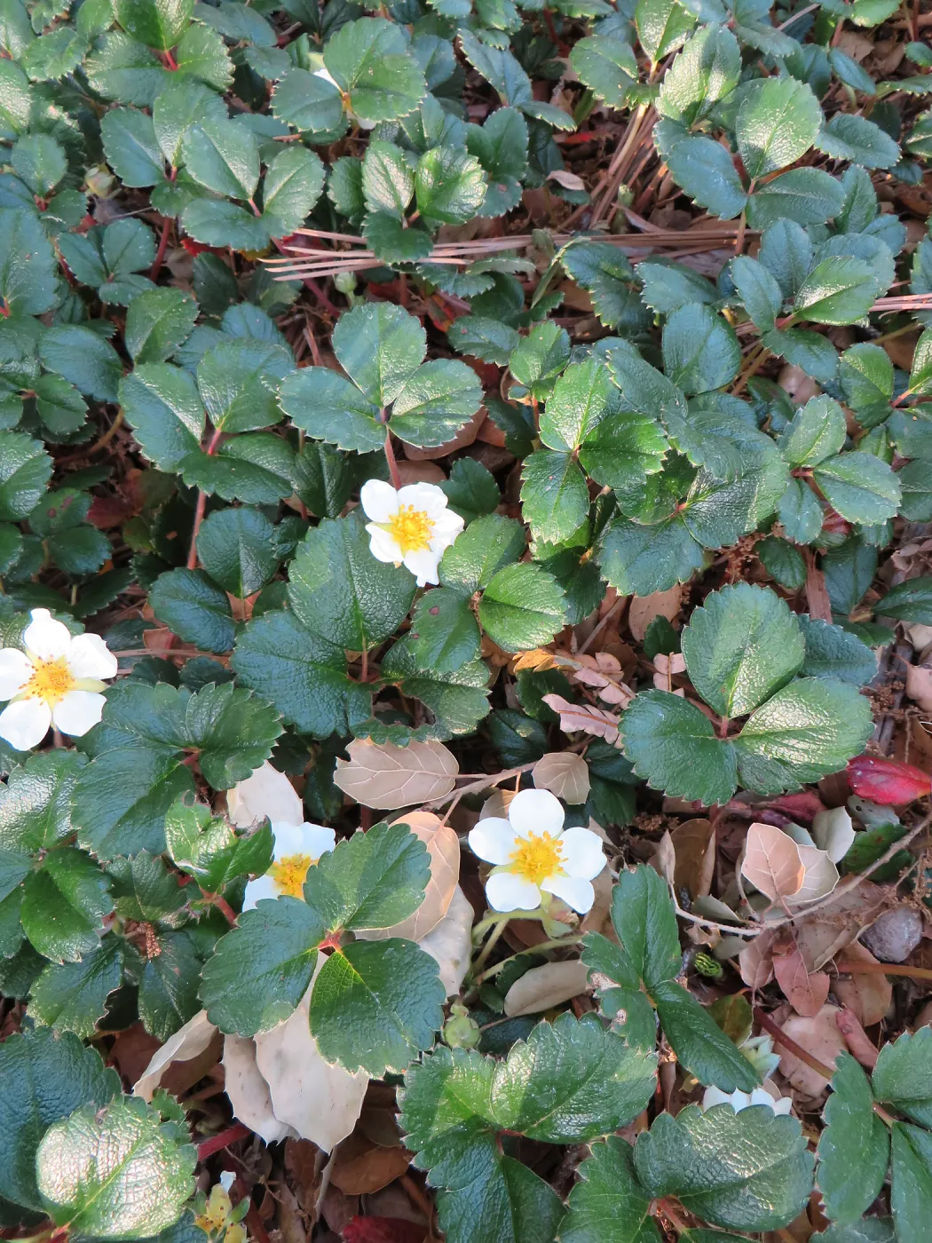 Fragaria â€˜Aulon' in Entry Display