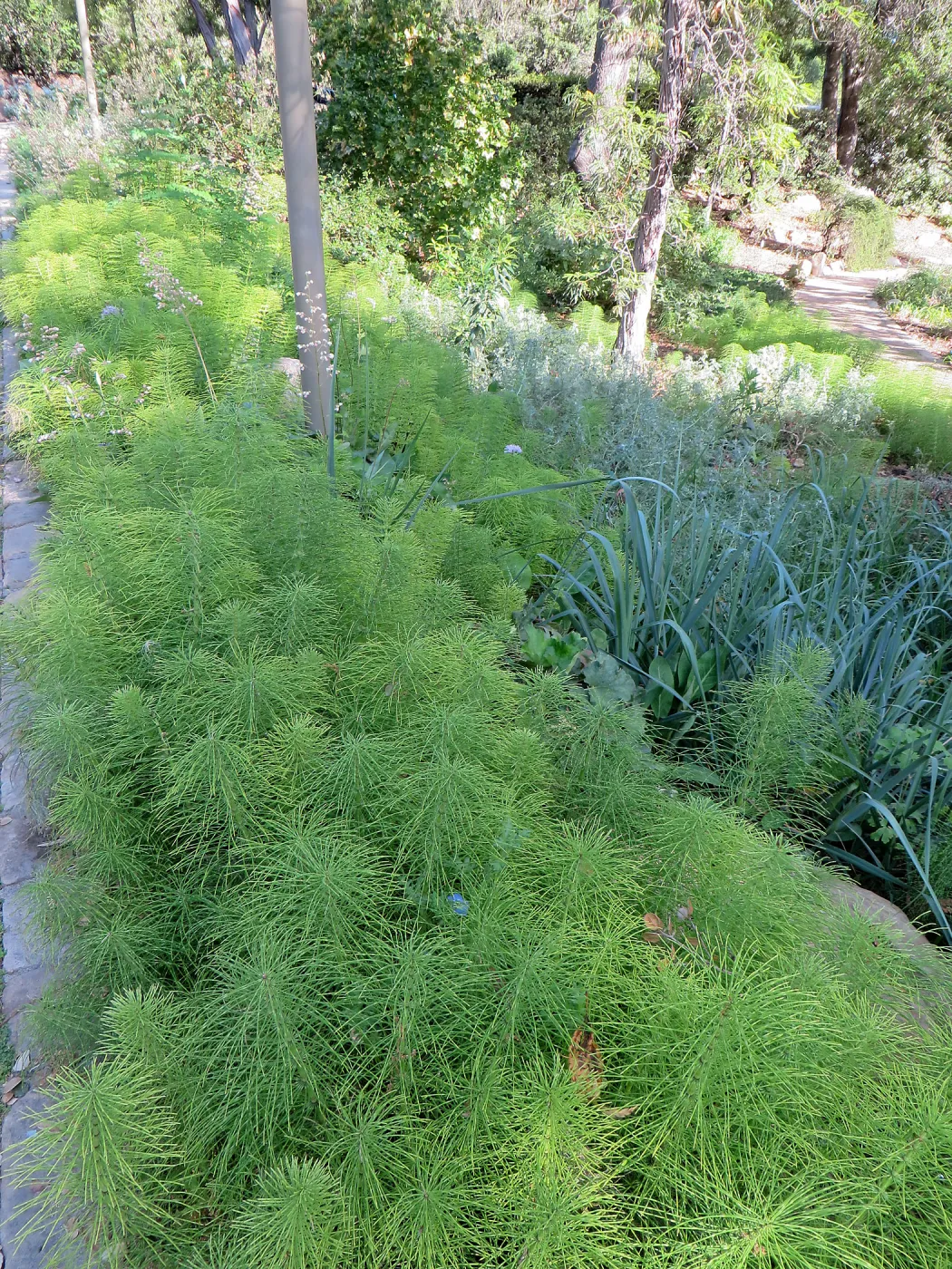 Equisetum telmateia, Leymus â€˜Canyon Prince' at Garden entrance