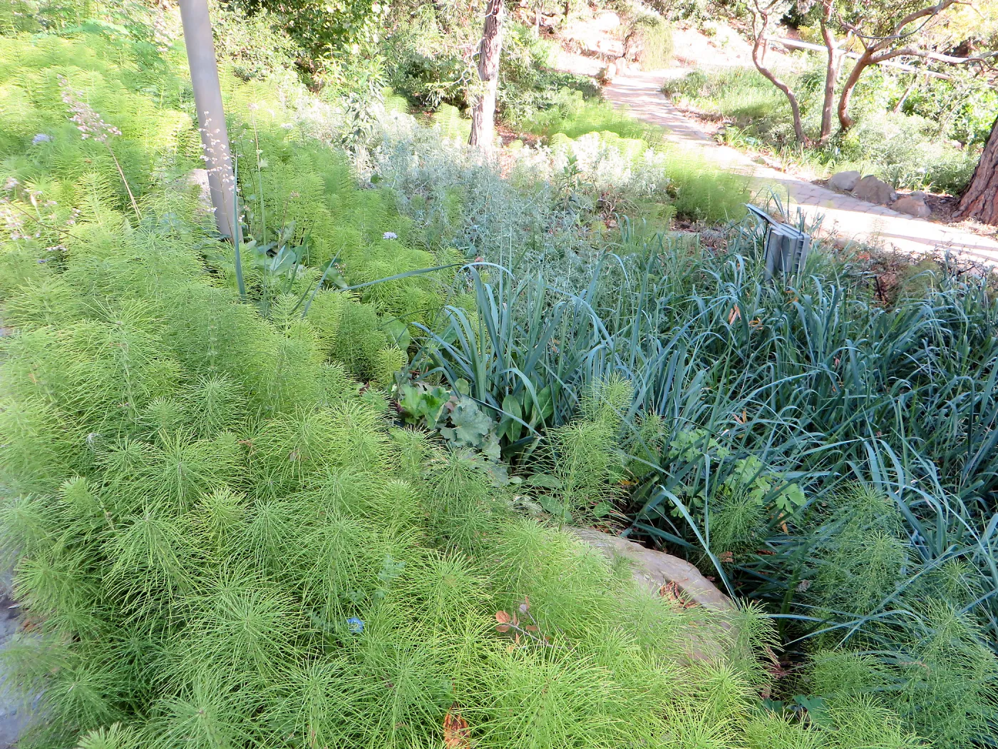 Equisetum telmateia, Leymus â€˜Canyon Prince' at Garden entrance