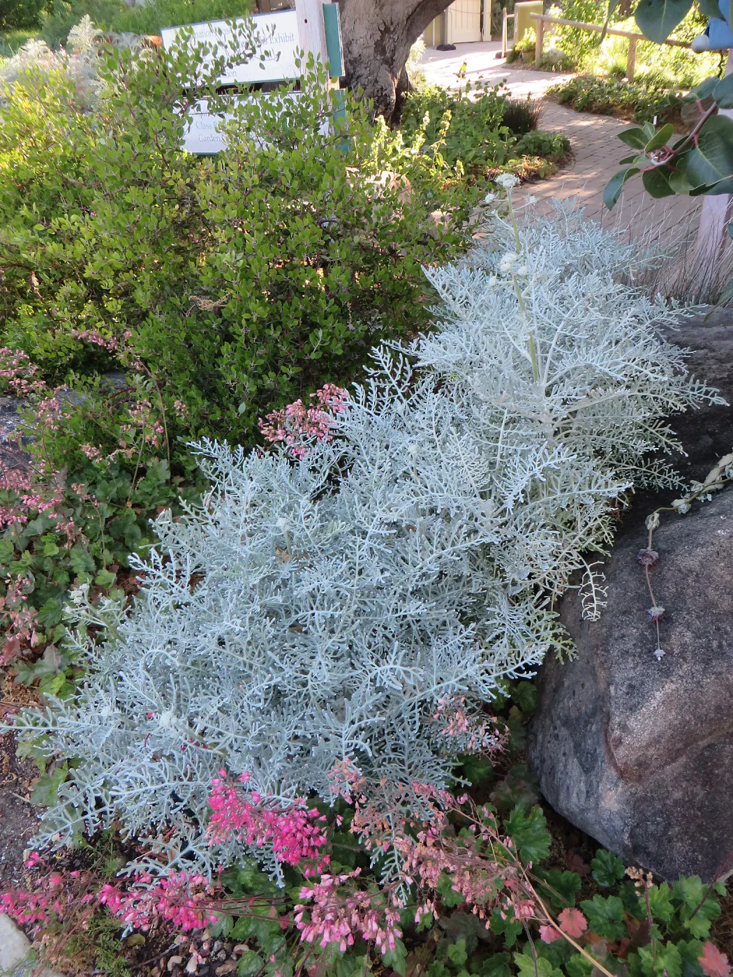 Constancea nevinii, Arctostaphylos (Manzanita) at northeast corner of Courtyard