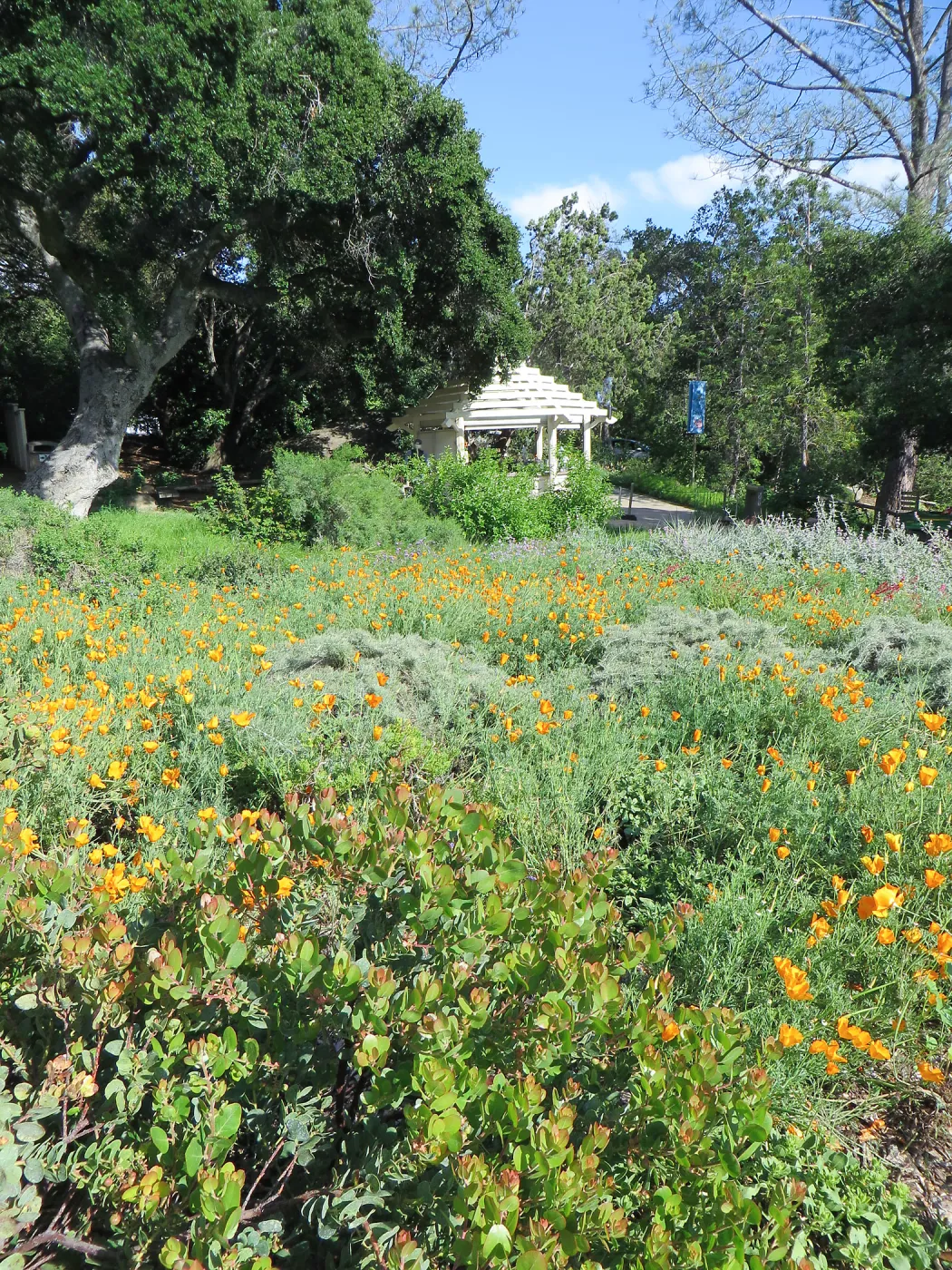 Groundcover display, entrance kiosk in background