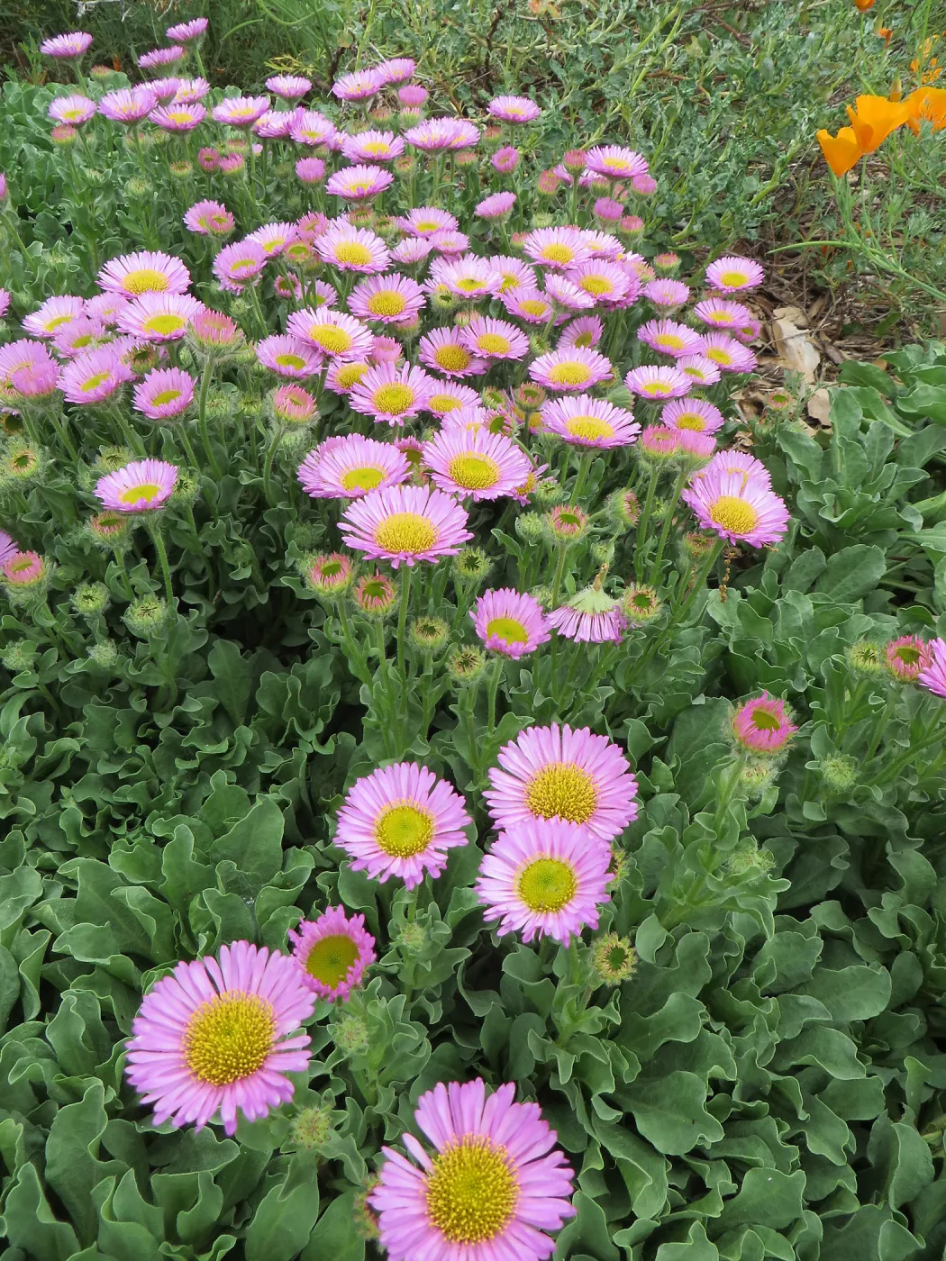 Erigeron â€˜Sea Breeze'
