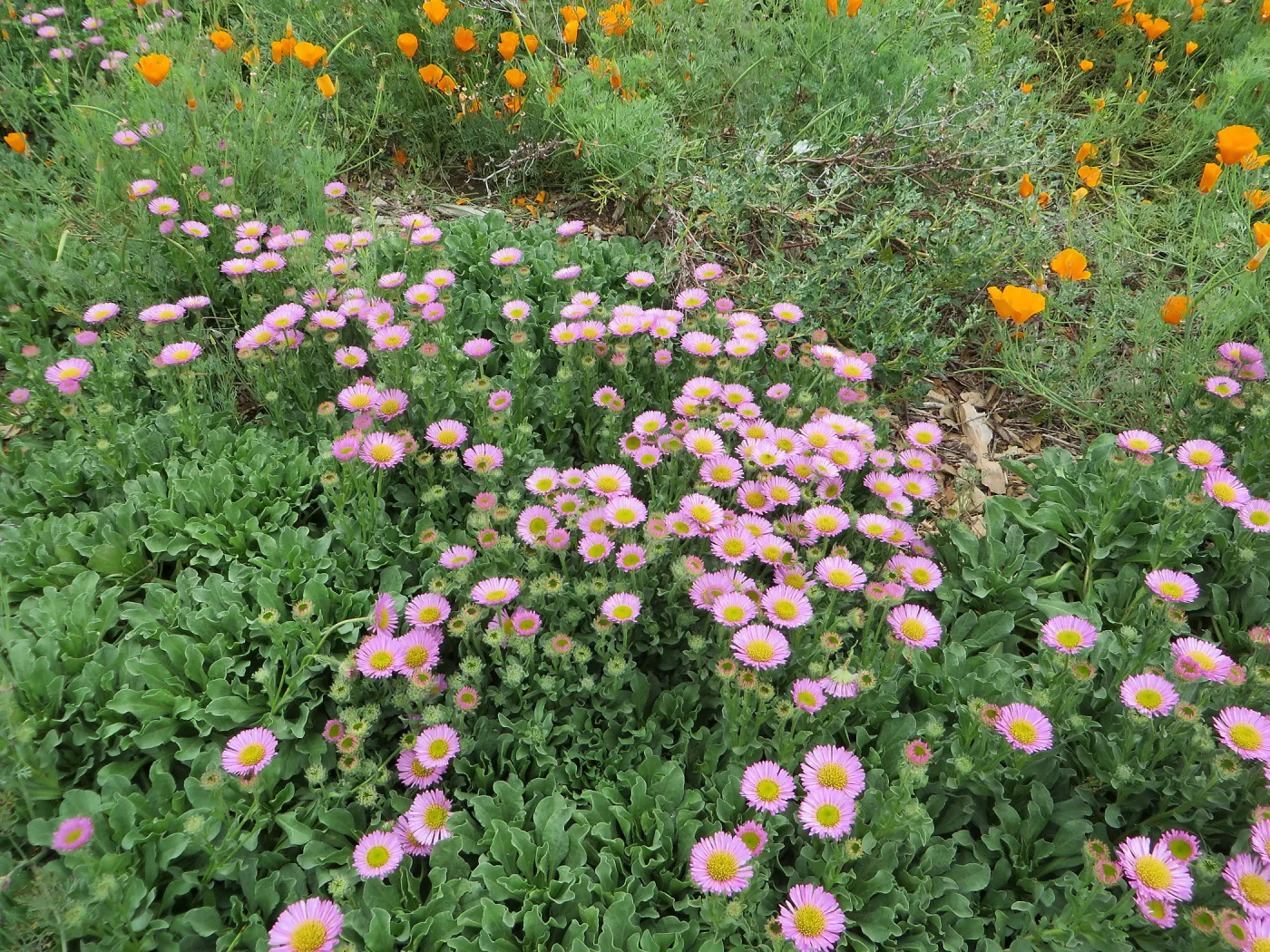 Erigeron â€˜Sea Breeze'