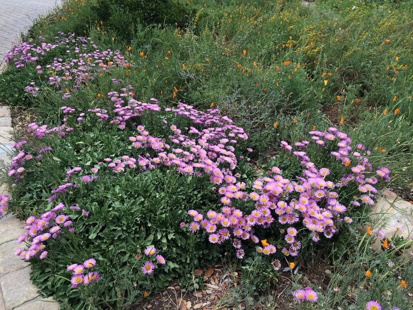 Erigeron â€˜Sea Breeze'