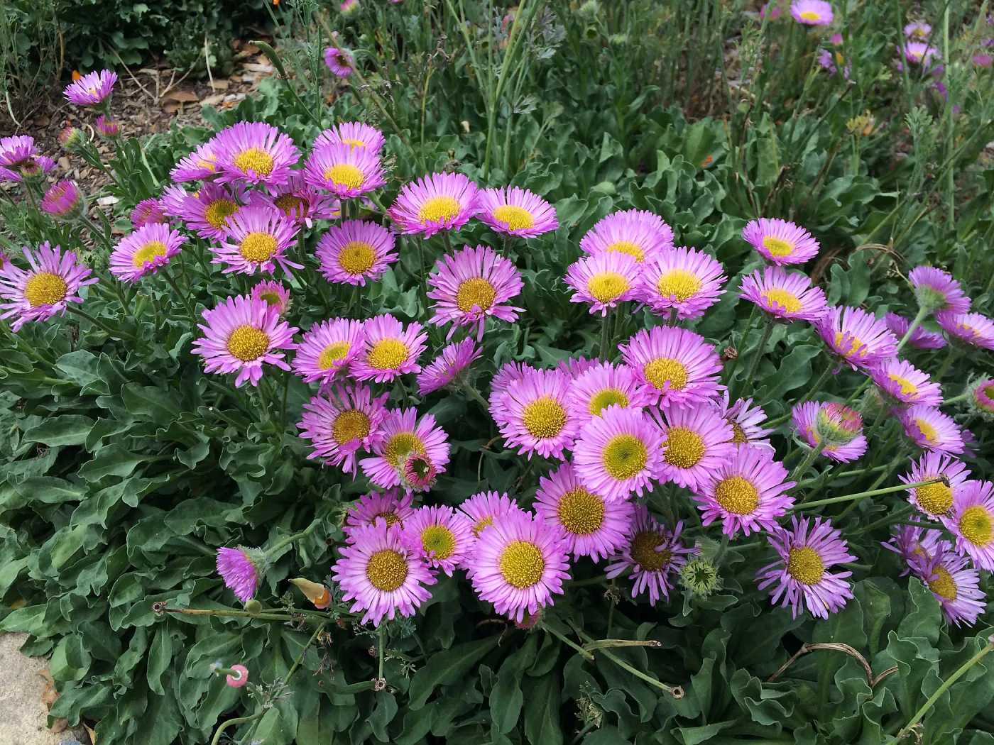 Erigeron â€˜Sea Breeze'