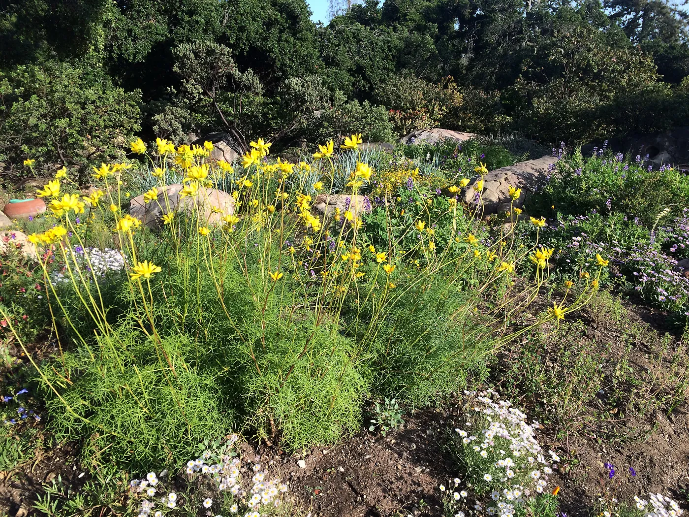 Water Wise Home Garden, Leptosyne maritima