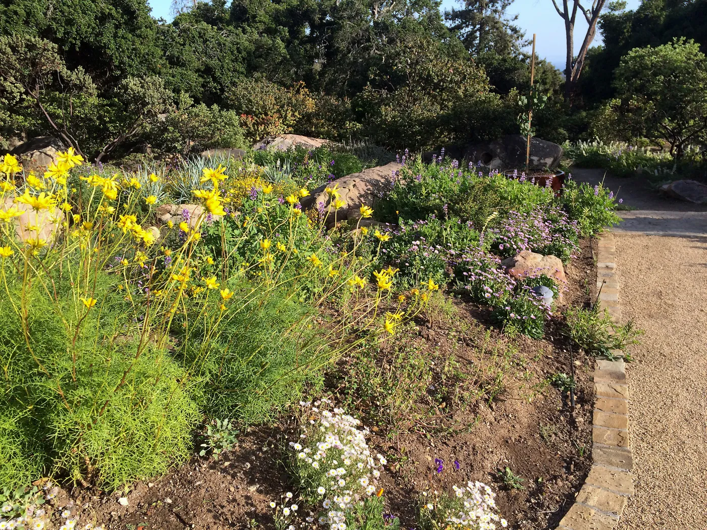 Water Wise Home Garden, Leptosyne maritima