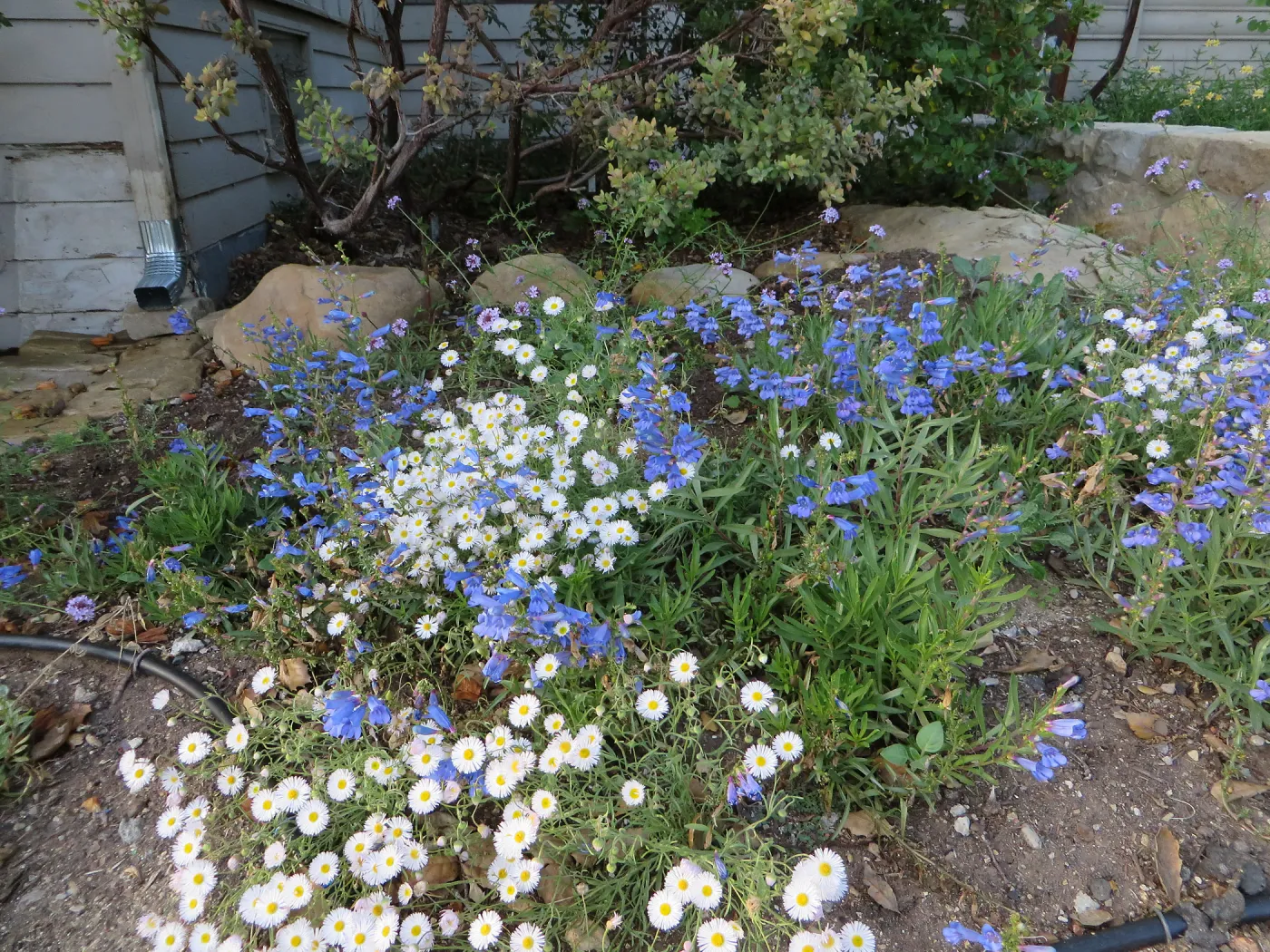 Water Wise Home Garden. Penstemon â€˜Margarita BOP', Erigeron divergens