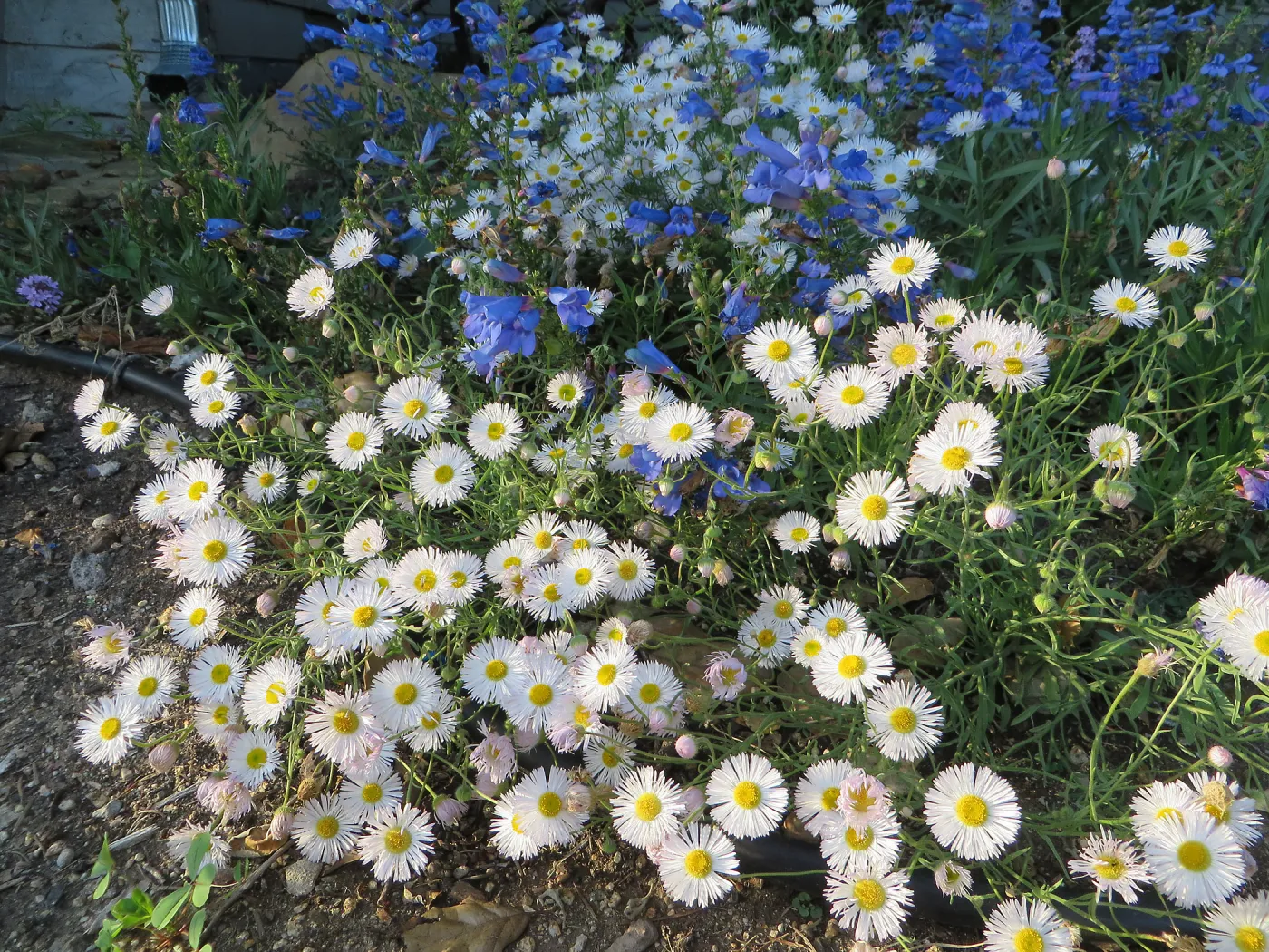 Water Wise Home Garden. Penstemon â€˜Margarita BOP', Erigeron divergens