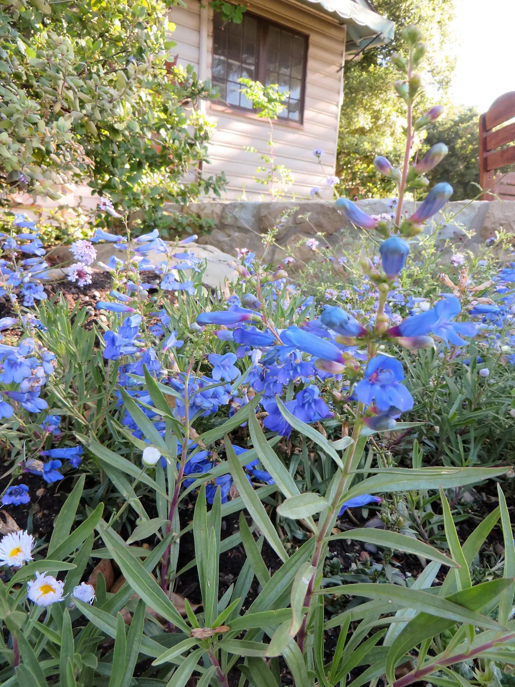 Water Wise Home Garden. Penstemon â€˜Margarita BOP'