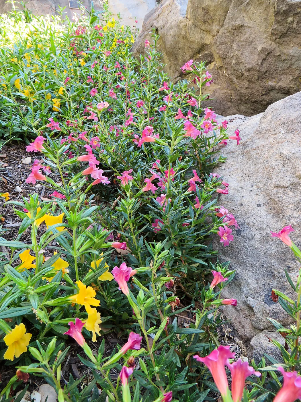 Water Wise Home Garden. Diplacus â€˜Trish' and â€˜Jelly Bean Gold'