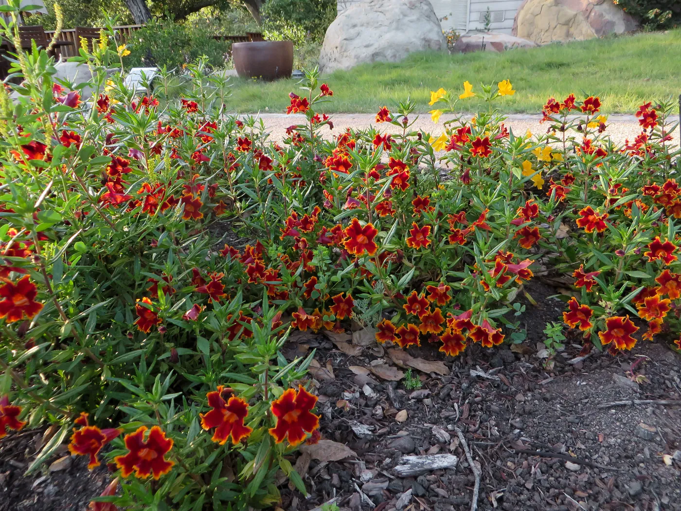 Water Wise Home Garden. Diplacus â€˜Fiesta Marigold'